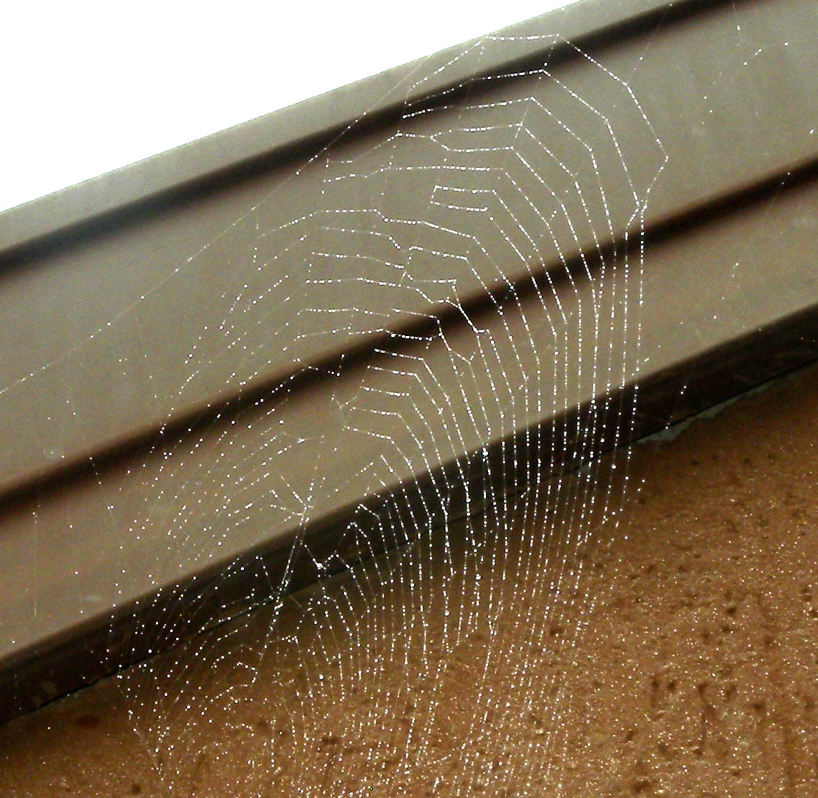 Zygiella sp.